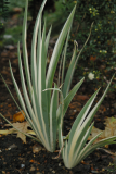Iris pallida 'Argentea variegata' RCP10-2005 011.jpg